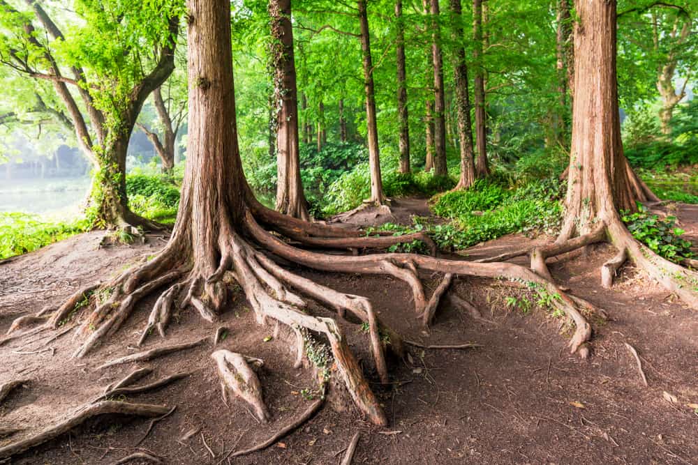 What is succession planning and why does it matter?